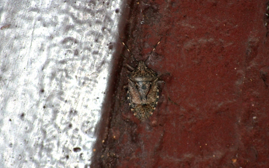 Pentatomidae: Rhaphigaster nebulosa e Nezara viridula